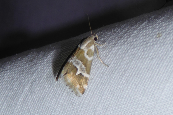Eublemma elychrysi, Erebidae
